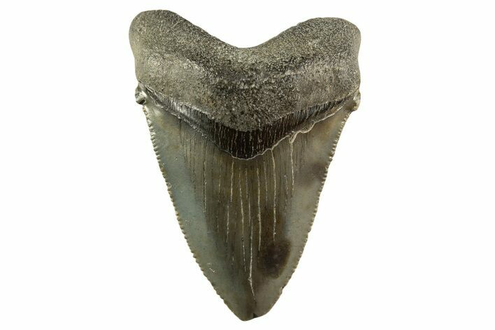 Serrated Angustidens Tooth - Megalodon Ancestor #331462